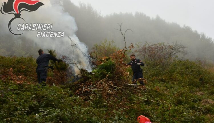 Monte Armeno: scoperta maxi piantagione di marijuana, sequestrate oltre mille piante.