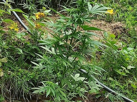 Monte Armeno: scoperta maxi piantagione di marijuana, sequestrate oltre mille piante.