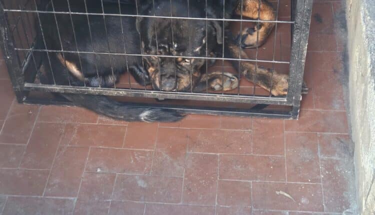 Catania, tre operazioni della polizia locale a tutela dell’ambiente e degli animali