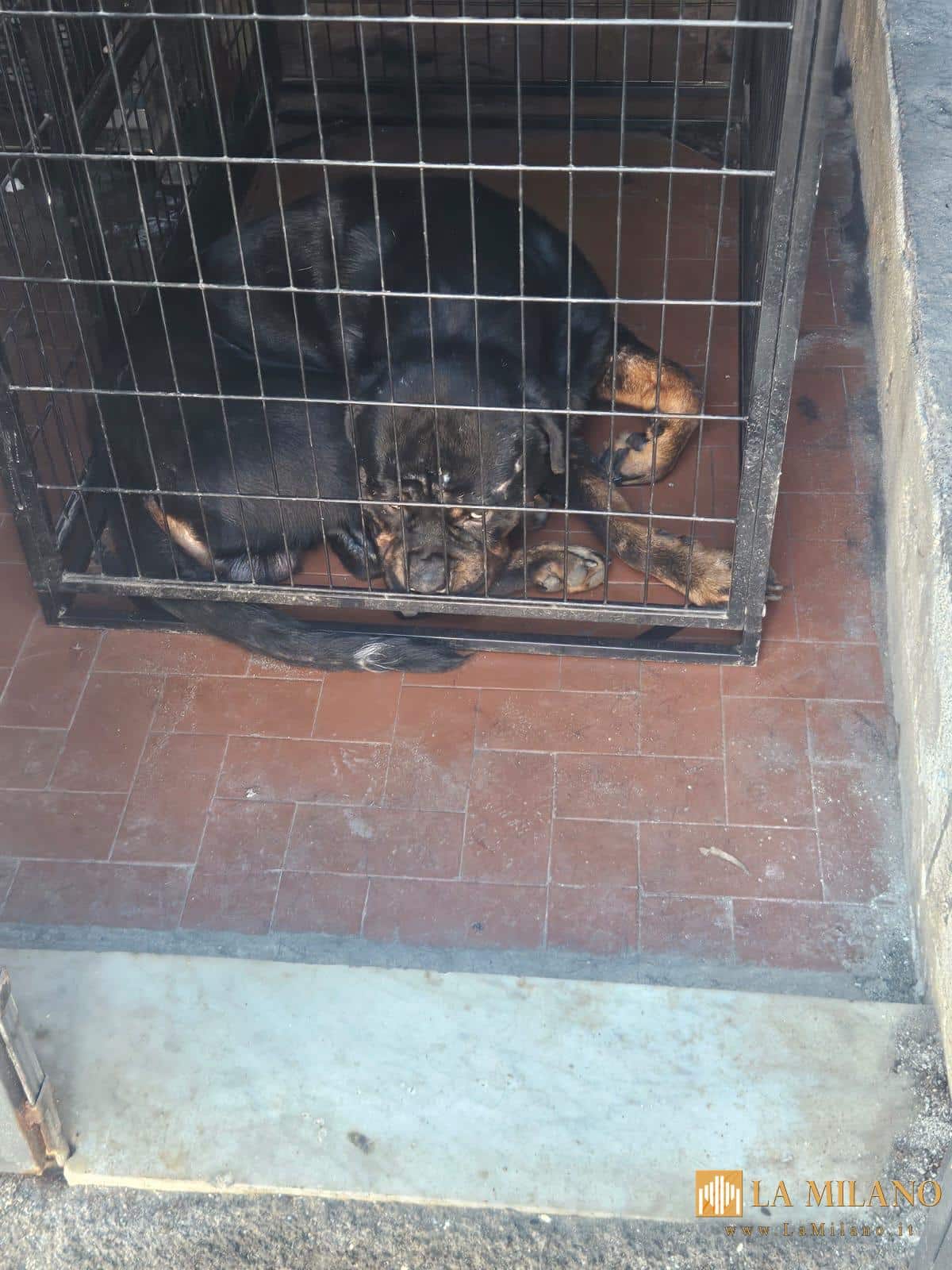 Catania, tre operazioni della polizia locale a tutela dell’ambiente e degli animali