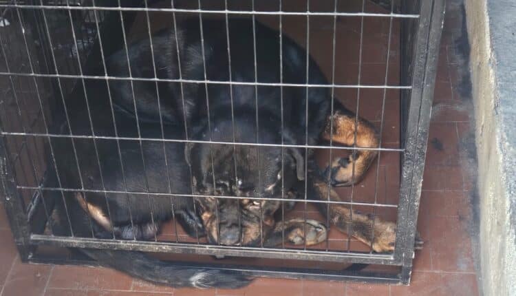 Catania, tre operazioni della polizia locale a tutela dell’ambiente e degli animali