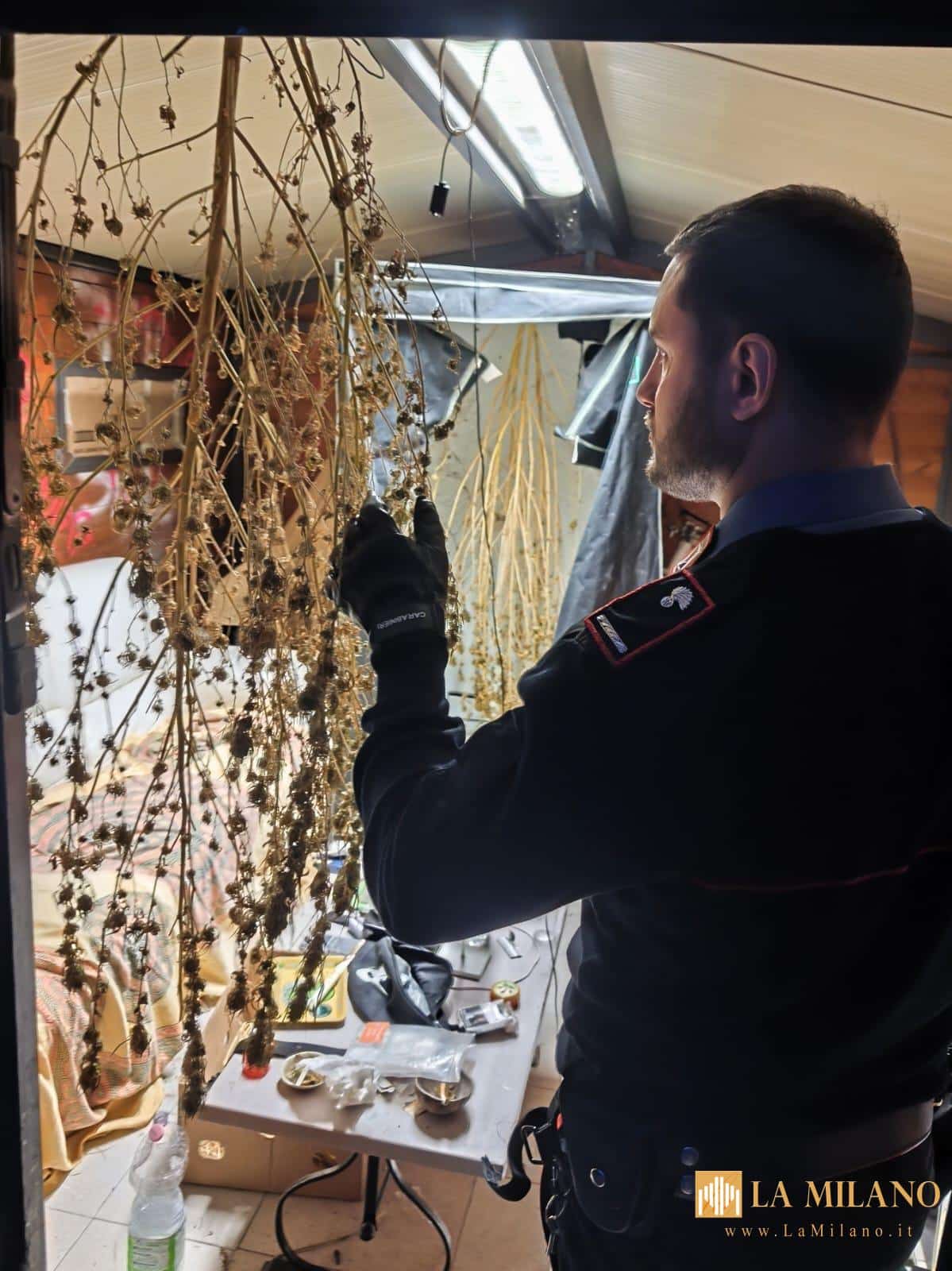 Blitz antidroga dei Carabinieri in provincia di Lucca: 3 arresti e undici perquisizioni