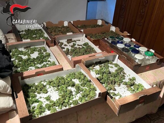 Campiglia Marittima: uomo arrestato per detenzione di armi e coltivazione di canapa indiana.