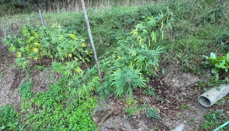 Campiglia Marittima: uomo arrestato per detenzione di armi e coltivazione di canapa indiana.