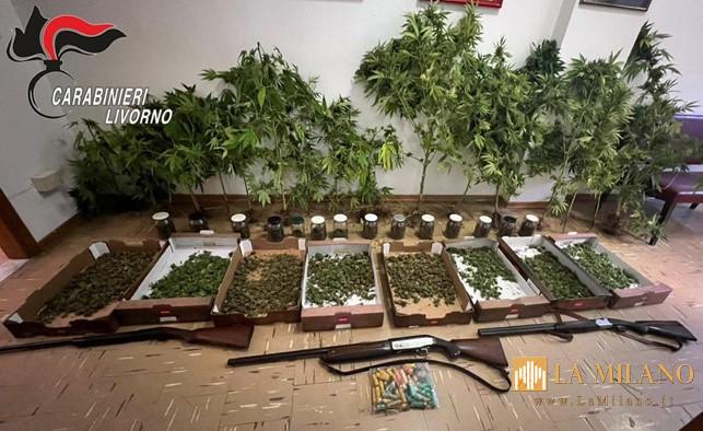 Campiglia Marittima: uomo arrestato per detenzione di armi e coltivazione di canapa indiana.