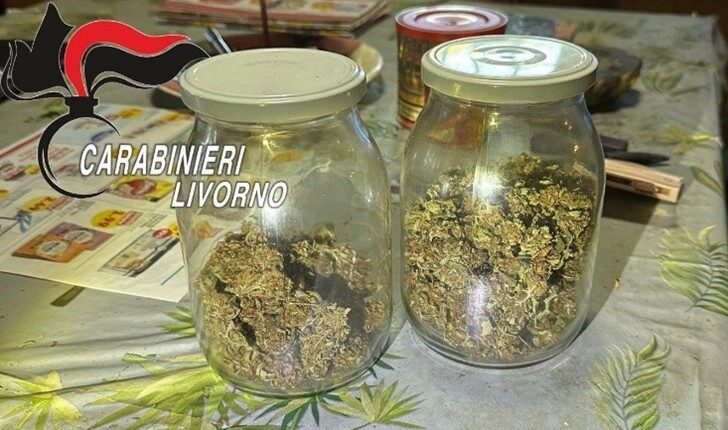 Campiglia Marittima: uomo arrestato per detenzione di armi e coltivazione di canapa indiana.