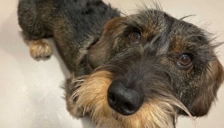 Seregno, finto dog sitter arrestato: chiedeva denaro al proprietario per riavere i cani