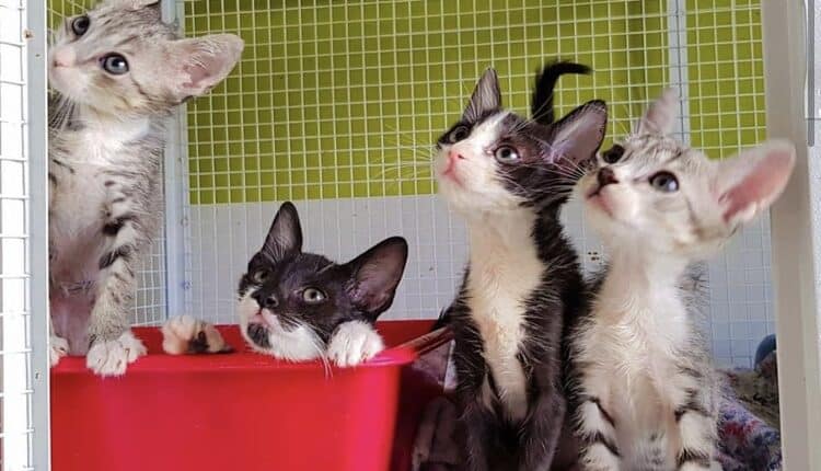 Modena, gattino di due mesi rimane incastrato nel motore: salvato dalla Polizia locale e adottato dal proprietario dell’auto