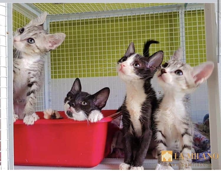 Modena, gattino di due mesi rimane incastrato nel motore: salvato dalla Polizia locale e adottato dal proprietario dell’auto