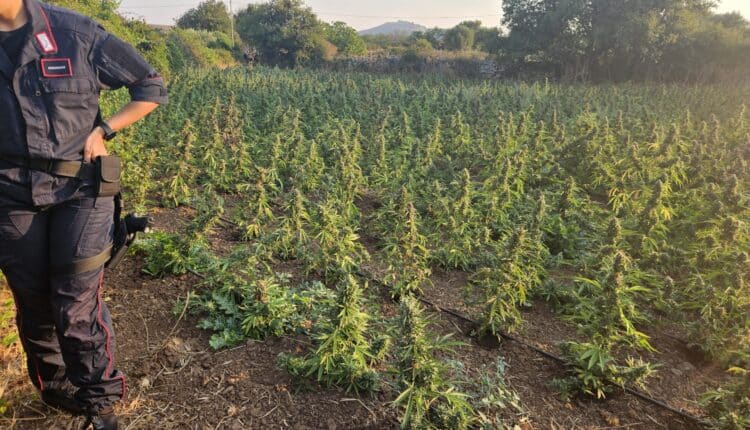 Sardegna, maxi piantagione a Sindia: sequestrate 2.210 piante di marijuana, arrestato un 34enne