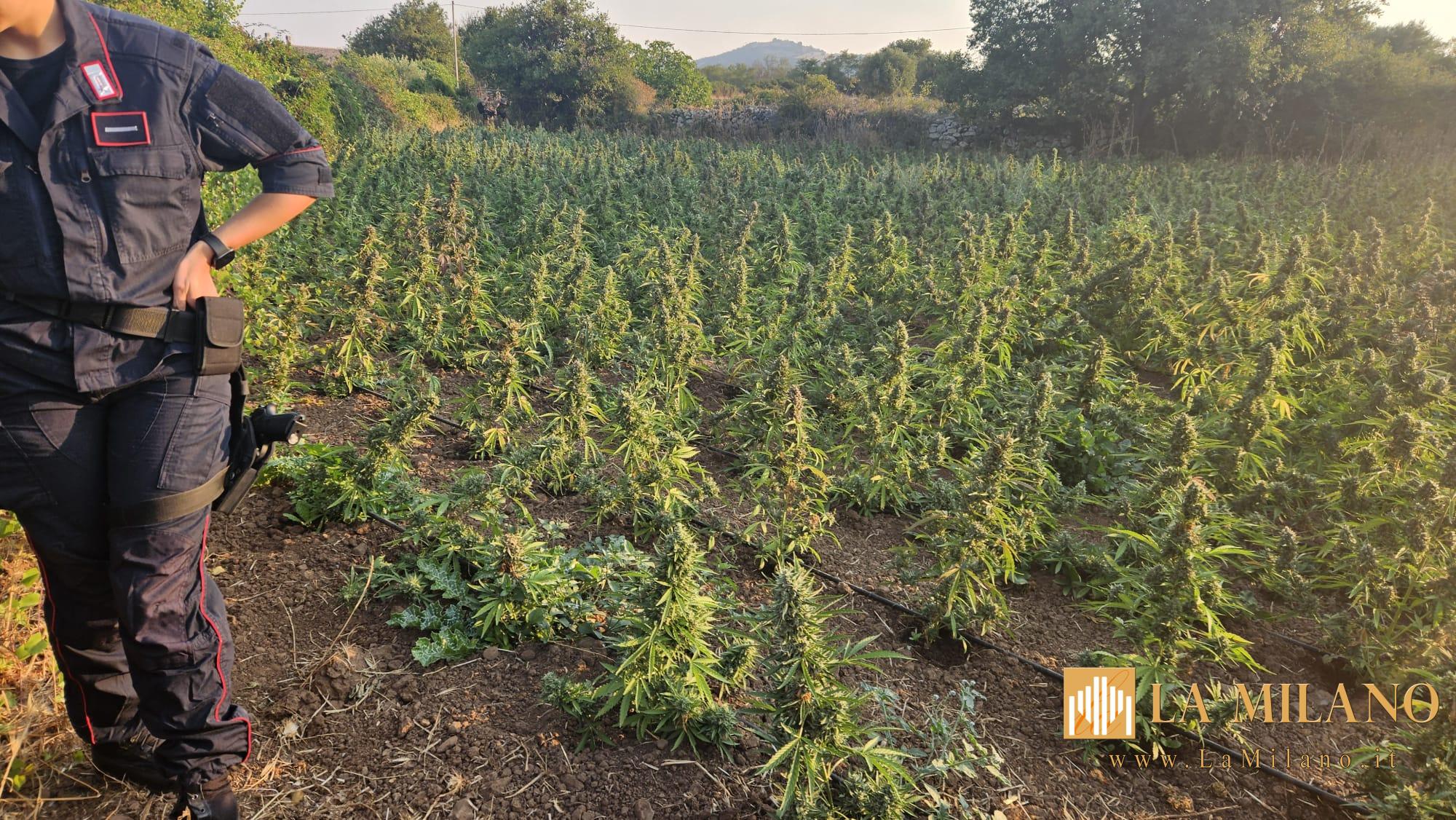 Sardegna, maxi piantagione a Sindia: sequestrate 2.210 piante di marijuana, arrestato un 34enne