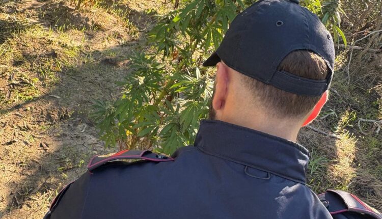 Mesagne, scoperta piantagione di marijuana in campagna: sequestrate 20 piante dalla Polizia di Stato