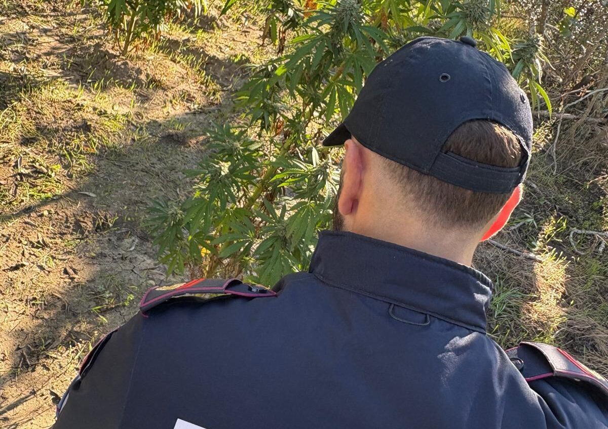 Mesagne, scoperta piantagione di marijuana in campagna: sequestrate 20 piante dalla Polizia di Stato