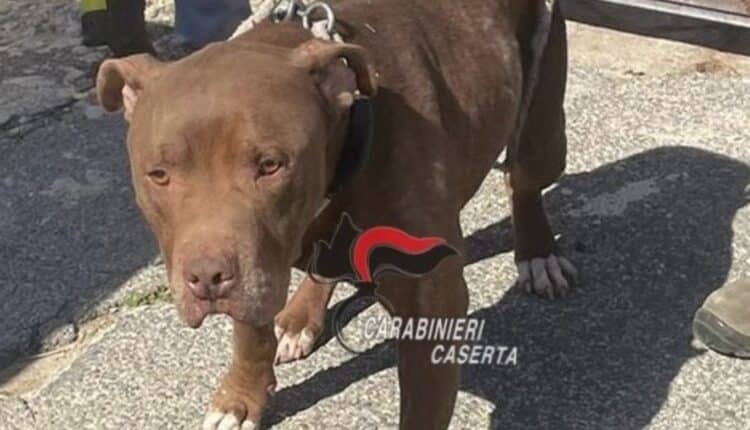 Castel Volturno, cane denutrito trovato in un box abusivo: denunciata la proprietaria 35enne per maltrattamento e abusi edilizi