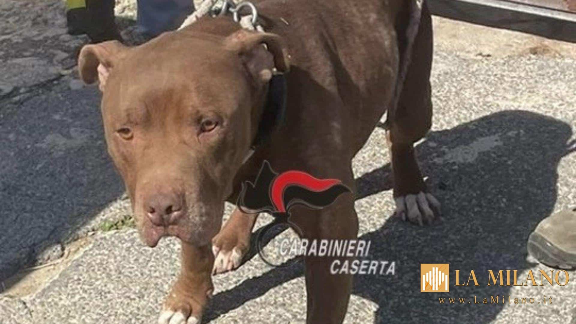 Castel Volturno, cane denutrito trovato in un box abusivo: denunciata la proprietaria 35enne per maltrattamento e abusi edilizi