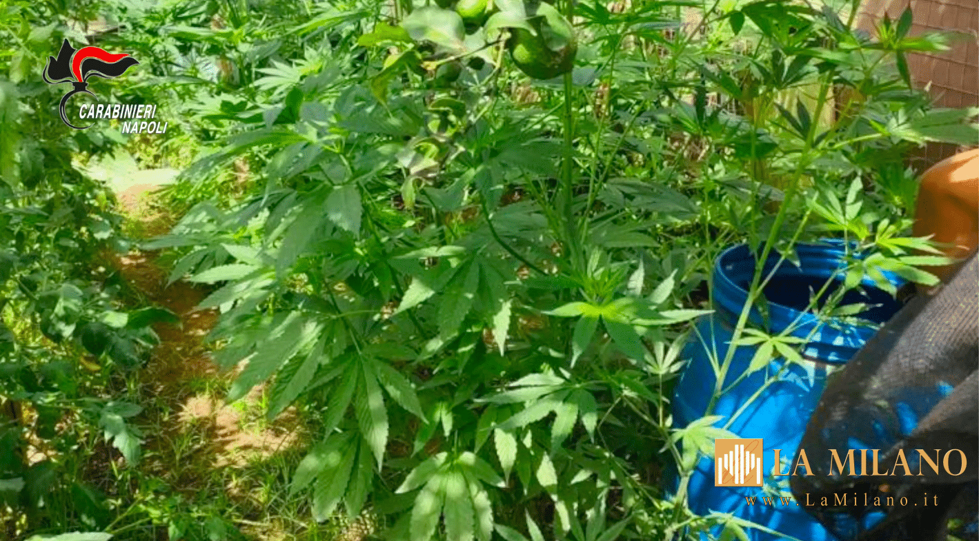 Castellammare di Stabia: “Continuum Bellum 3”, il bilancio di un’operazione contro il narcotraffico. Sequestrata 1,5 tonnellate di cannabis sui Monti Lattari