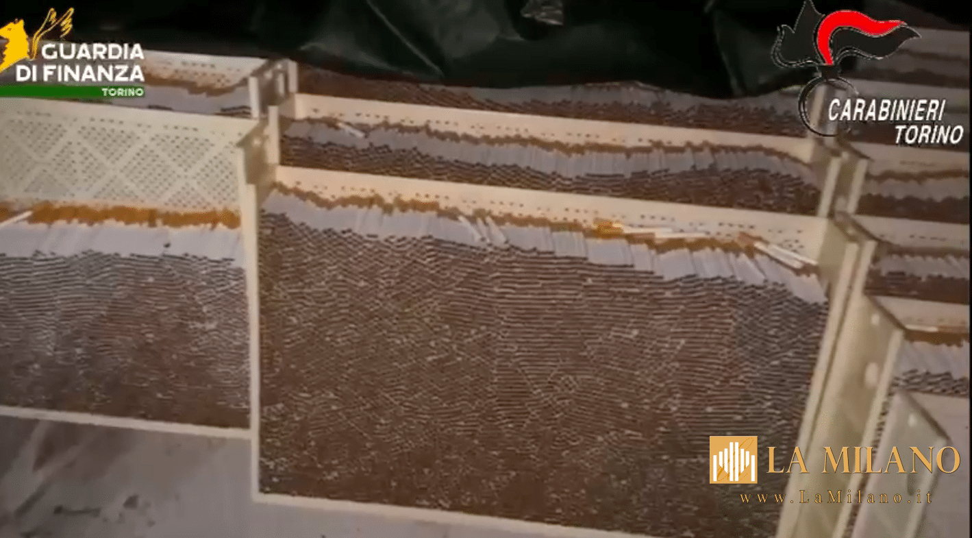 Operazione “Chain Smoking”: Guardia di Finanza e Carabinieri scoprono 7 fabbriche clandestine di sigarette a Torino. Otto arresti e sequestro record da 250 tonnellate di tabacco