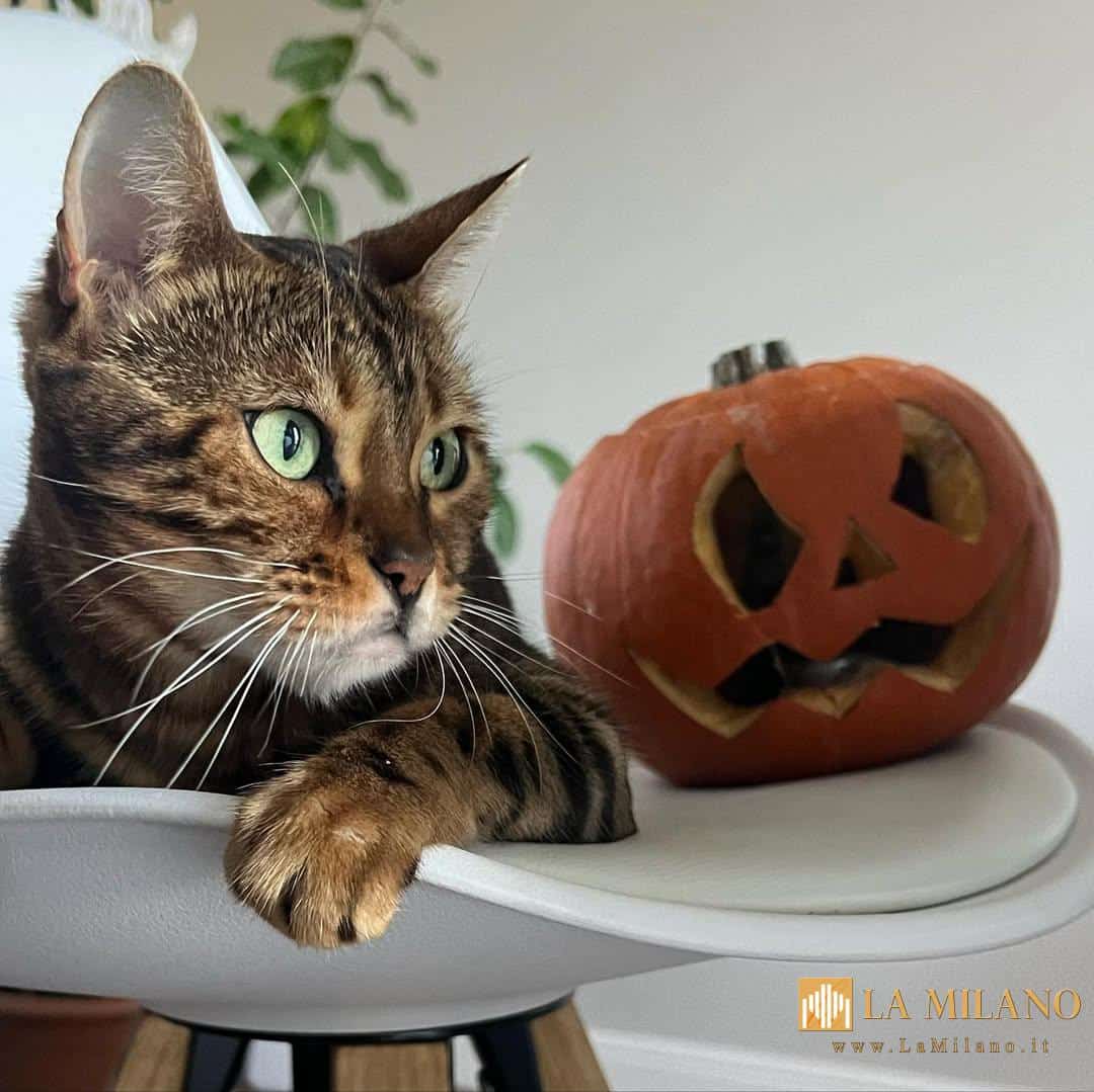 Halloween in sicurezza anche per gli amici a 4 zampe.