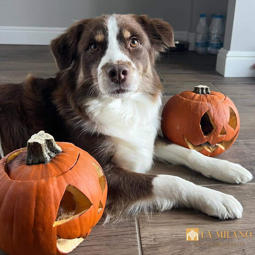 Halloween in sicurezza anche per gli amici a 4 zampe.