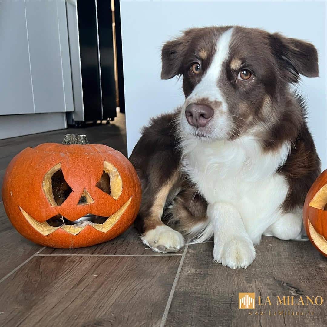 Halloween in sicurezza anche per gli amici a 4 zampe.