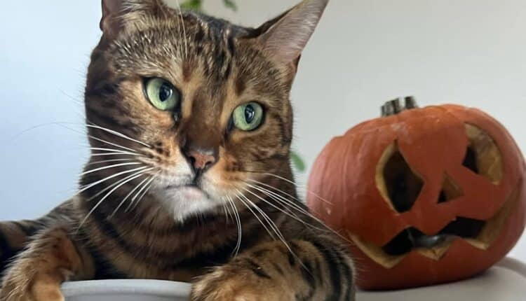 Halloween in sicurezza anche per gli amici a 4 zampe.