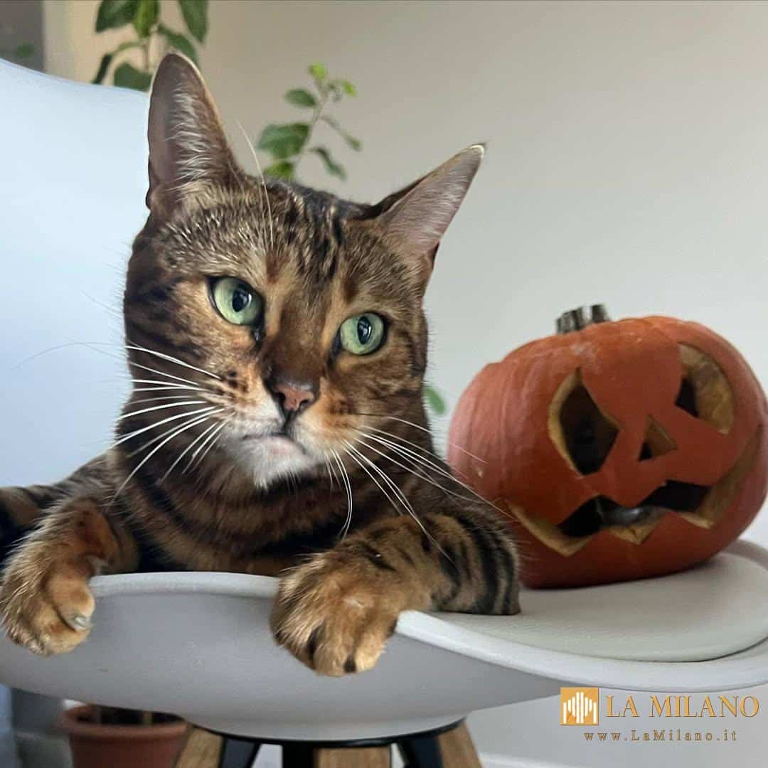 Halloween in sicurezza anche per gli amici a 4 zampe.