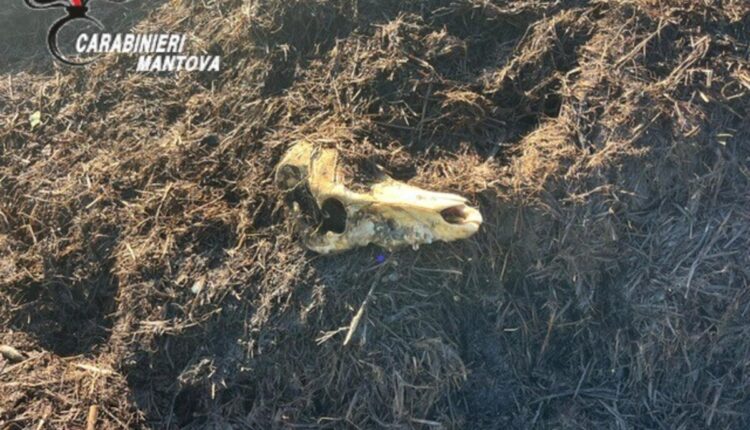 Acquanegra sul Chiese: carcasse di suini smaltite illegalmente, sequestrato allevamento con 1.000 animali