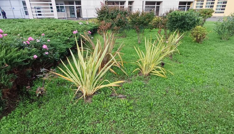 Trento: laboratorio di giardinaggio per i detenuti grazie al progetto del liceo Rosmini.
