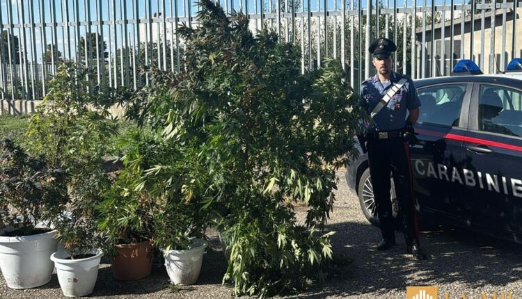 Bondeno: i Carabinieri scovano una coltivazione di marijuana. Arrestato un 40enne.