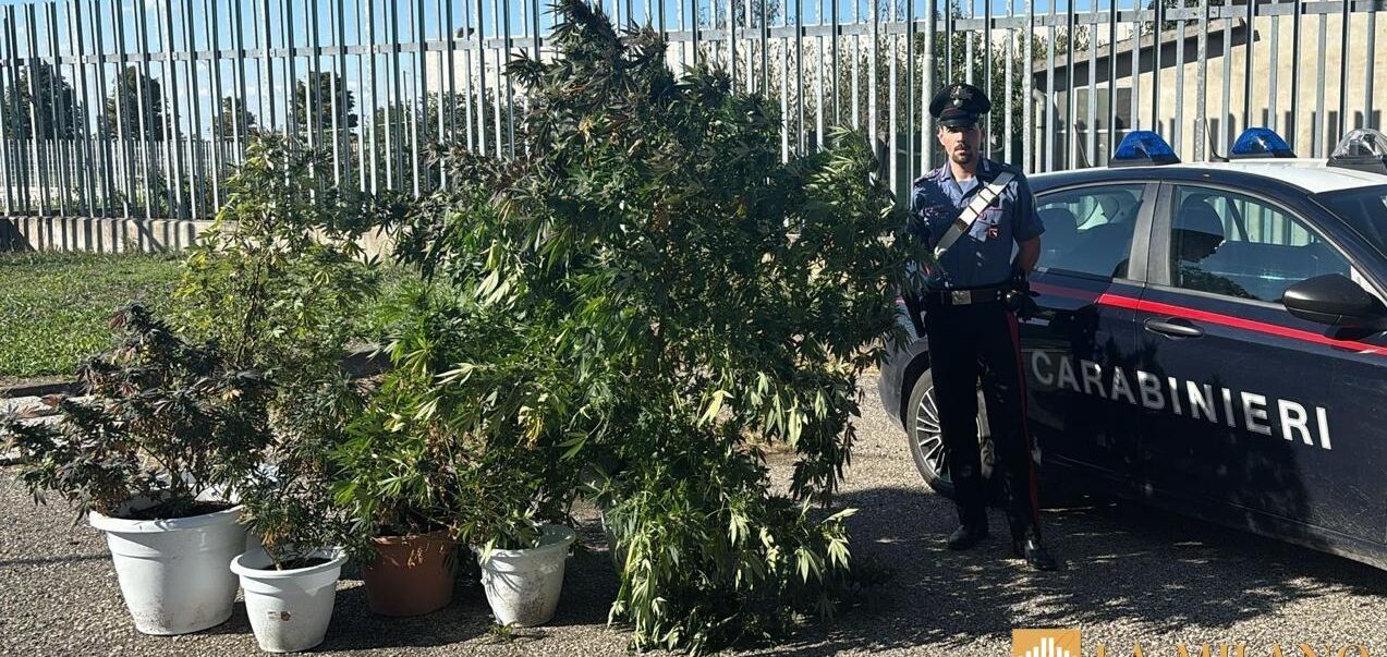 Bondeno: i Carabinieri scovano una coltivazione di marijuana. Arrestato un 40enne.