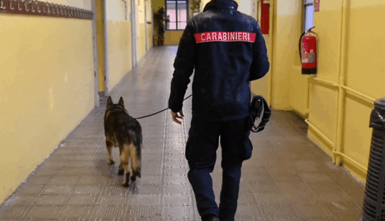 Ravenna, controlli antidroga nelle scuole: i Carabinieri trovano hashish su una studentessa grazie al cane “Drago”
