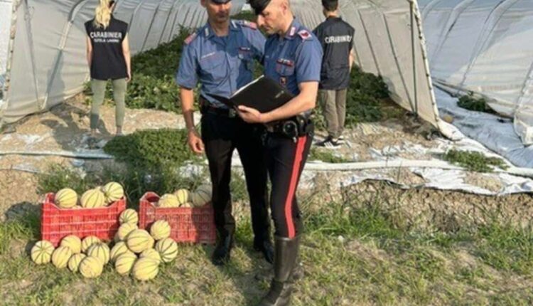 Mantova: maxi-controlli in agricoltura contro caporalato e lavoro irregolare