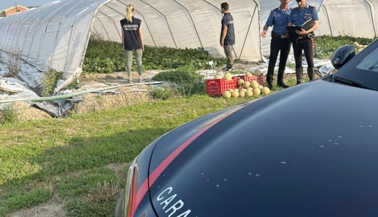 Sermide e Felonica, operazione dei Carabinieri: arrestati due imprenditori moldavi per caporalato e favoreggiamento dell’immigrazione clandestina