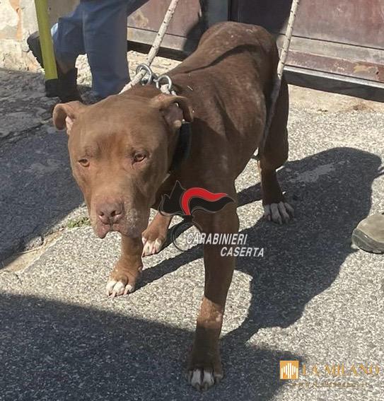 Castel Volturno, cane denutrito trovato in un box abusivo: denunciata la proprietaria 35enne per maltrattamento e abusi edilizi