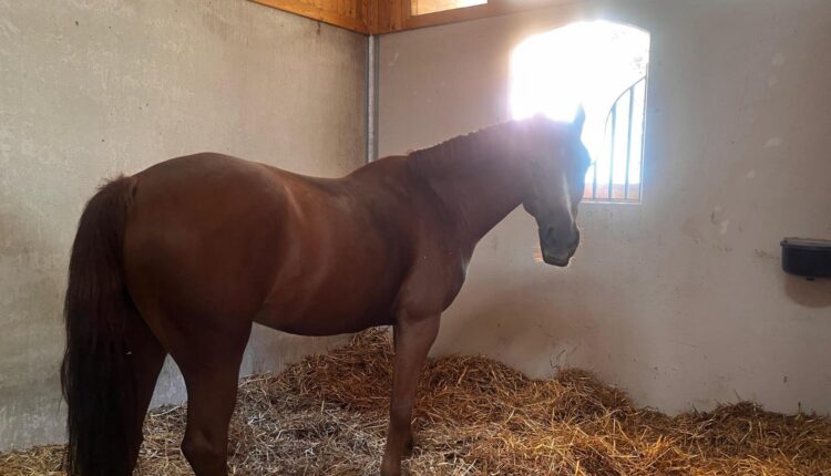 Roma, maxi sequestro da 1,5 milioni: la Polizia di Stato colpisce un broker della manodopera legato alla Banda della Magliana