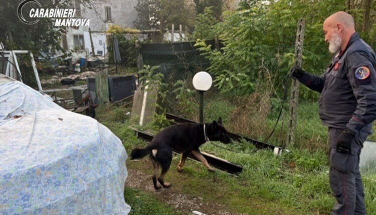 Suzzara, arrestato soggetto già espulso e operazione antidroga nel Mantovano sequestrati droga e contanti