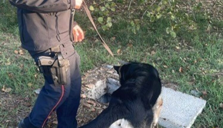 Suzzara, arrestato soggetto già espulso e operazione antidroga nel Mantovano sequestrati droga e contanti