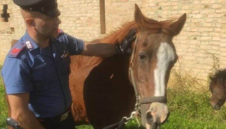 San Giorgio Piacentino: cavalli in fuga vicino al cimitero, intervento dei Carabinieri evita incidenti