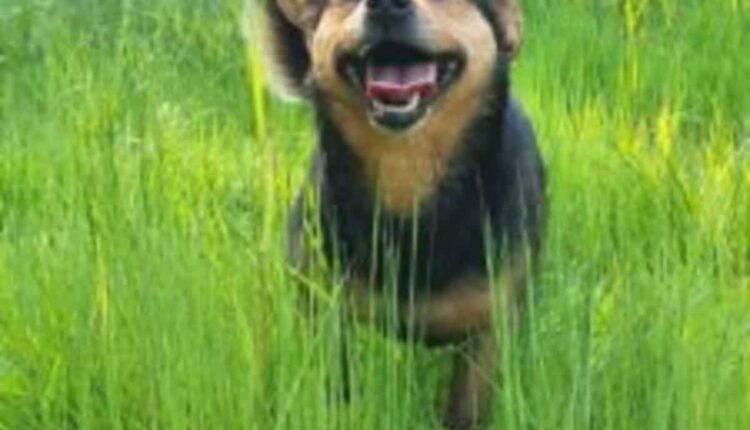 Cumiana, cane ucciso con un colpo di fucile: LEAL presenta denuncia per la morte di Rocky. “Basta impunità, vogliamo giustizia”