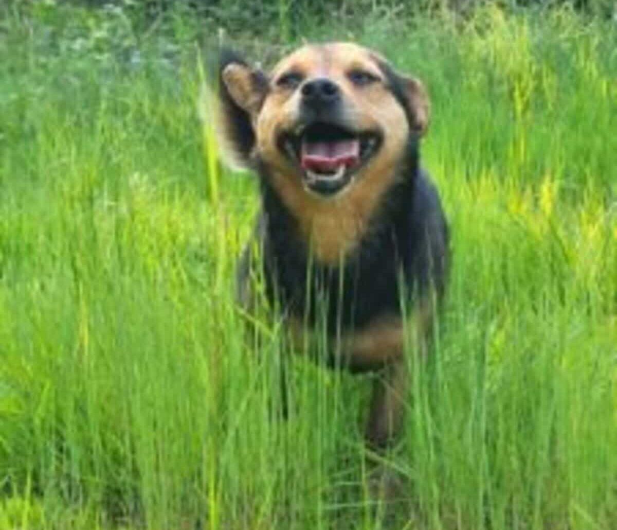 Cumiana, cane ucciso con un colpo di fucile: LEAL presenta denuncia per la morte di Rocky. “Basta impunità, vogliamo giustizia”