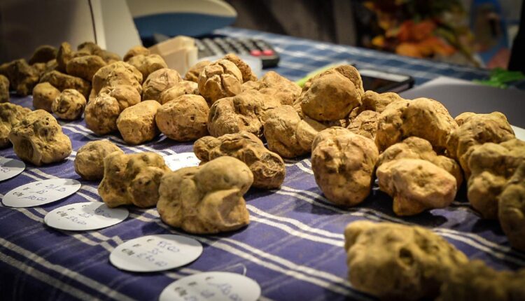 Millesimo celebra il tartufo: dal 3 al 5 ottobre la 33ª Festa Nazionale