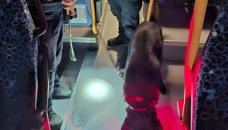 Macerata, controlli straordinari dei Carabinieri nel weekend: sequestri di droga, denunce e patenti ritirate