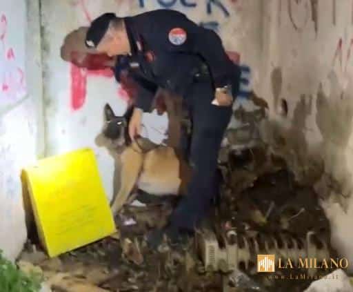 Catanzaro, il fiuto di Batik smaschera droga nel parco “Mater Domini”: controlli dei Carabinieri anche in bar e ristoranti