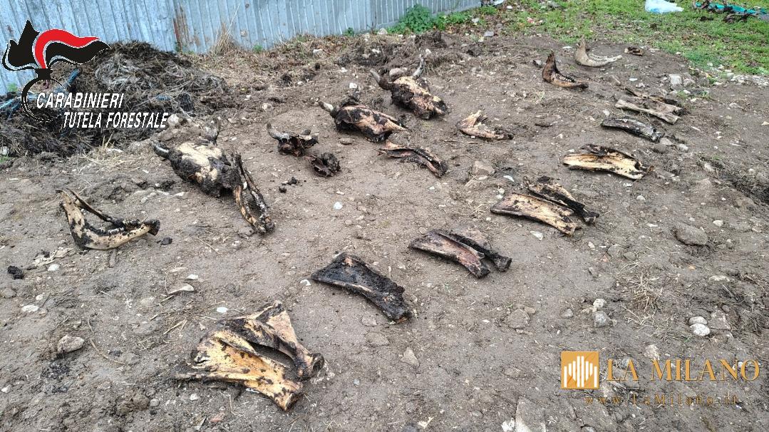 Gemona del Friuli: sequestro di bovini maltrattati e resti animali scoperti in azienda agricola.