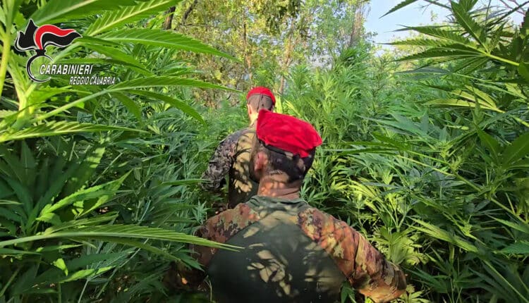 Rizziconi: maxi coltivazione di marijuana tra gli uliveti. Arrestato un 29enne incensurato