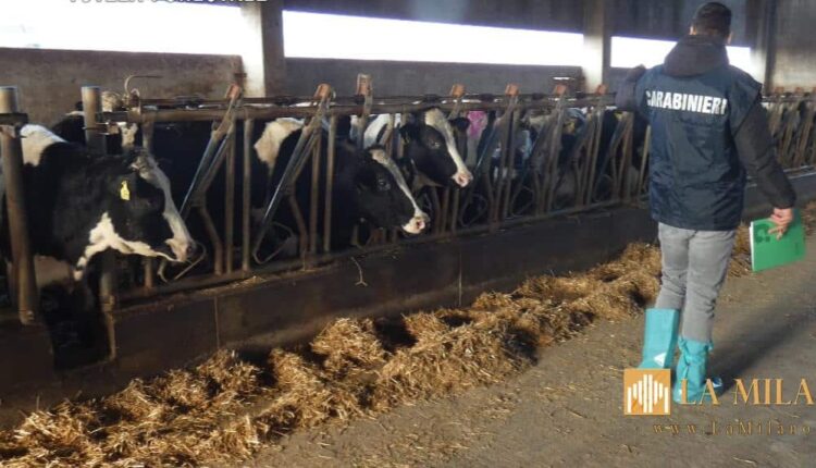 Gemona del Friuli: sequestro di bovini maltrattati e resti animali scoperti in azienda agricola.