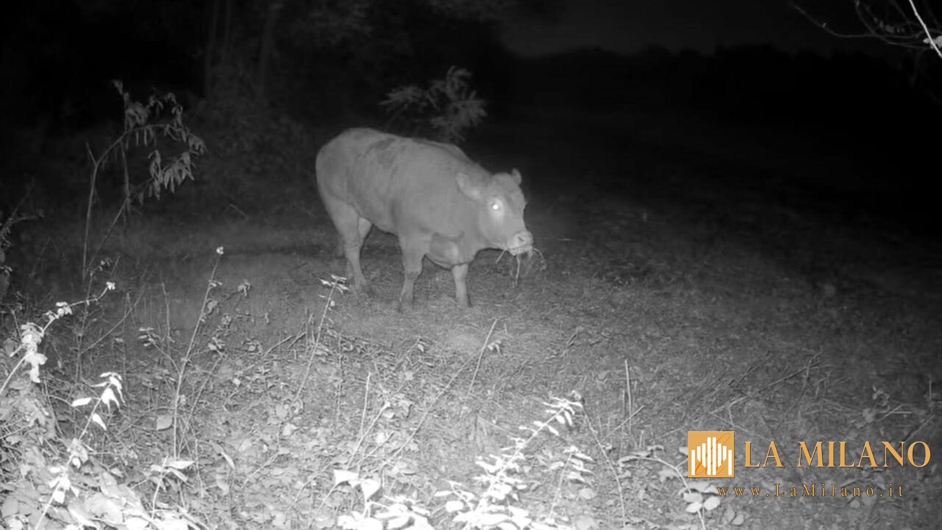 Minerva, la mucca che ha scelto la libertà: la sua fuga straordinaria commuove l’Italia.