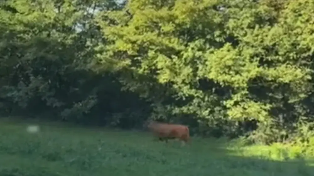 Minerva, la mucca che ha scelto la libertà: la sua fuga straordinaria commuove l’Italia.