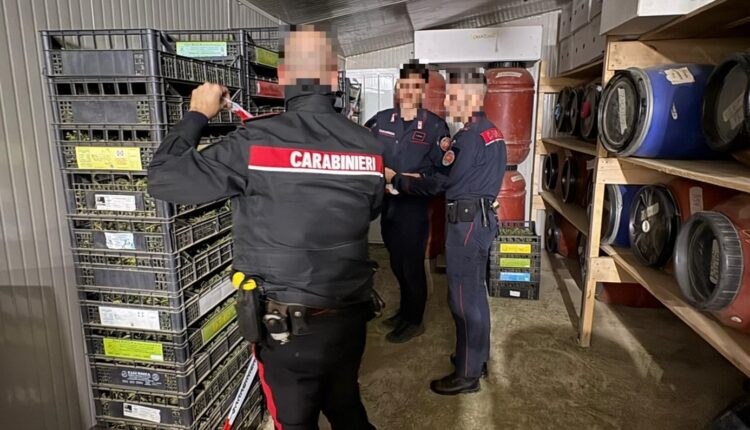 Bordighera, scoperta una serra con 350 chili di marijuana: arrestato un imprenditore agricolo