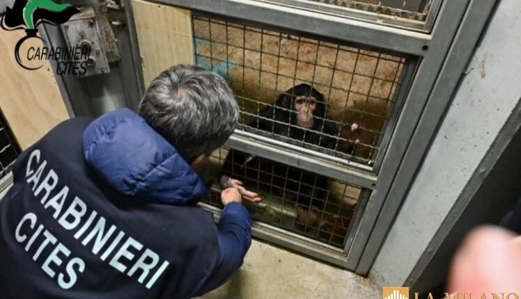 Catania: scimpanzé detenuto illegalmente scoperto dai Carabinieri.